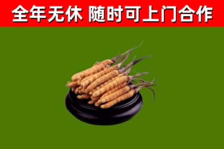 宜秀烟酒回收冬虫夏草.jpg